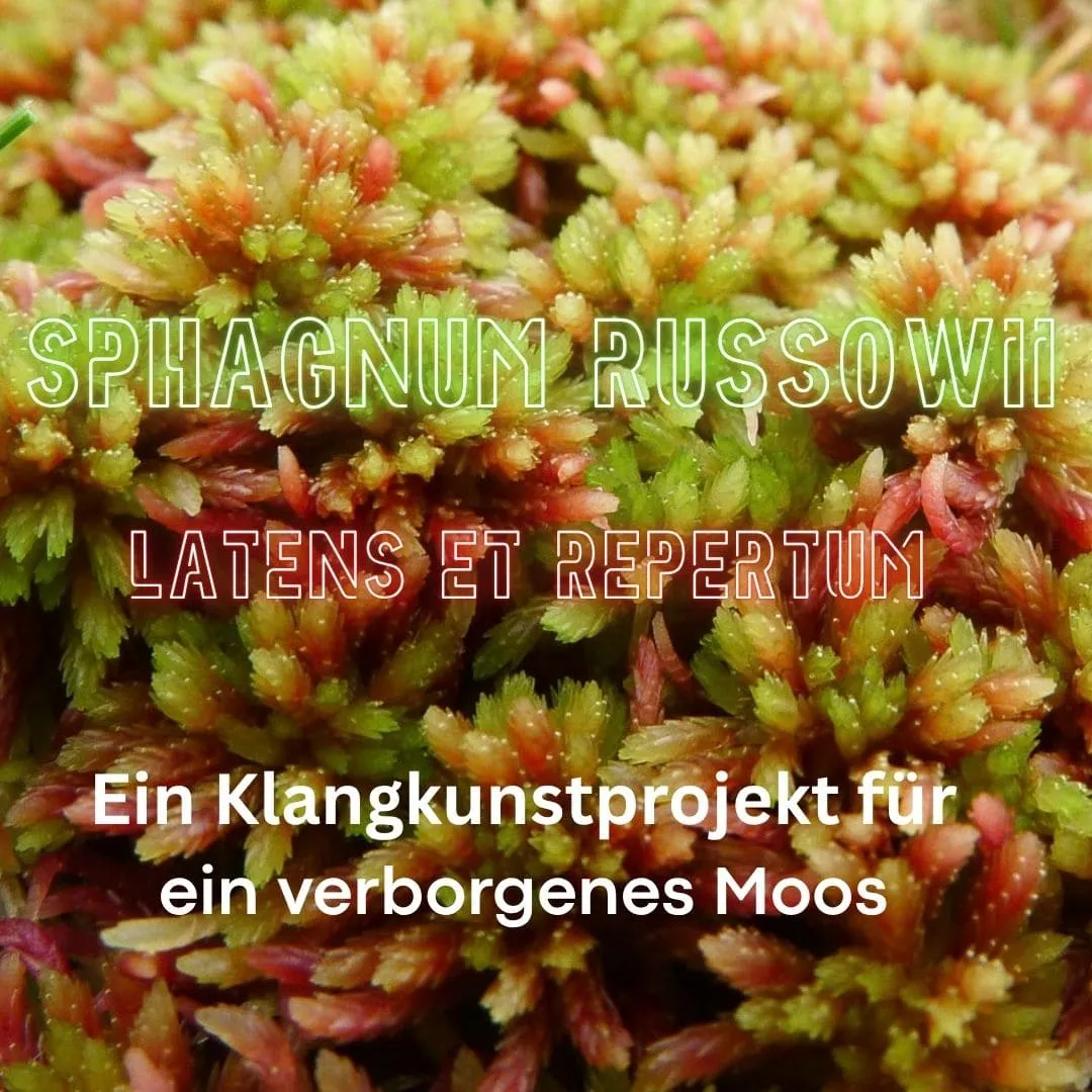 Sphagnum russowii | Latens et repertum | A sound art project for a hidden moss