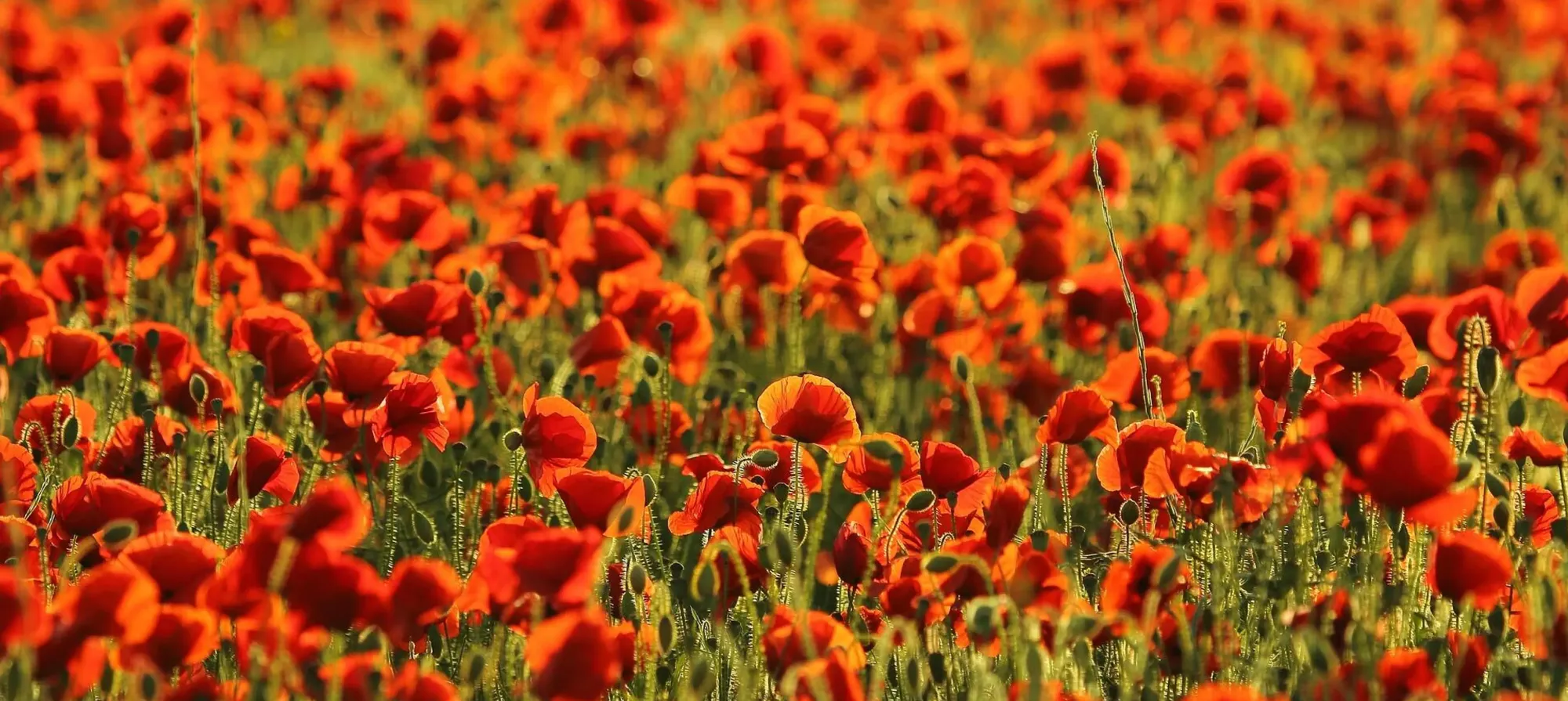 An Act of Remembrance