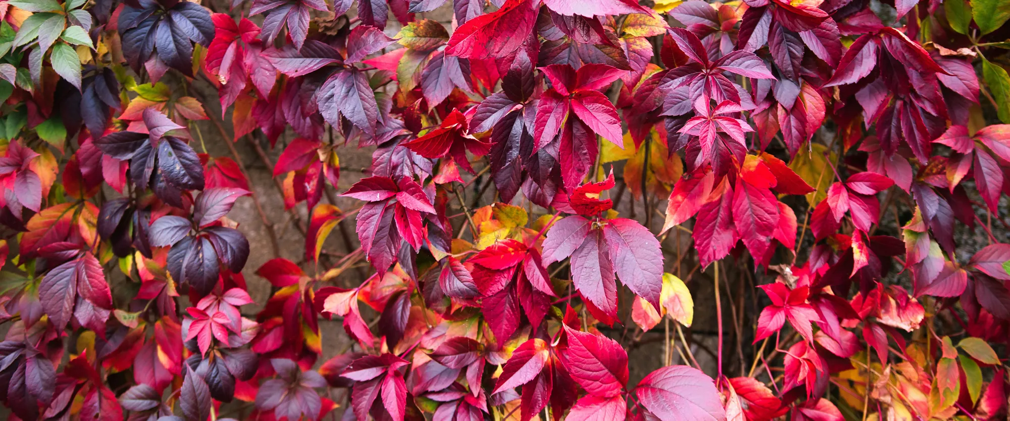 Virginia Creeper