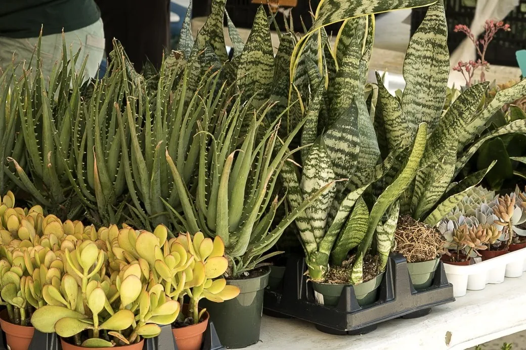 How Not to Kill Your Houseplants