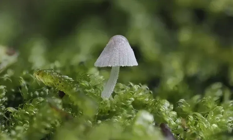 Fungi Walk: Citizen Science