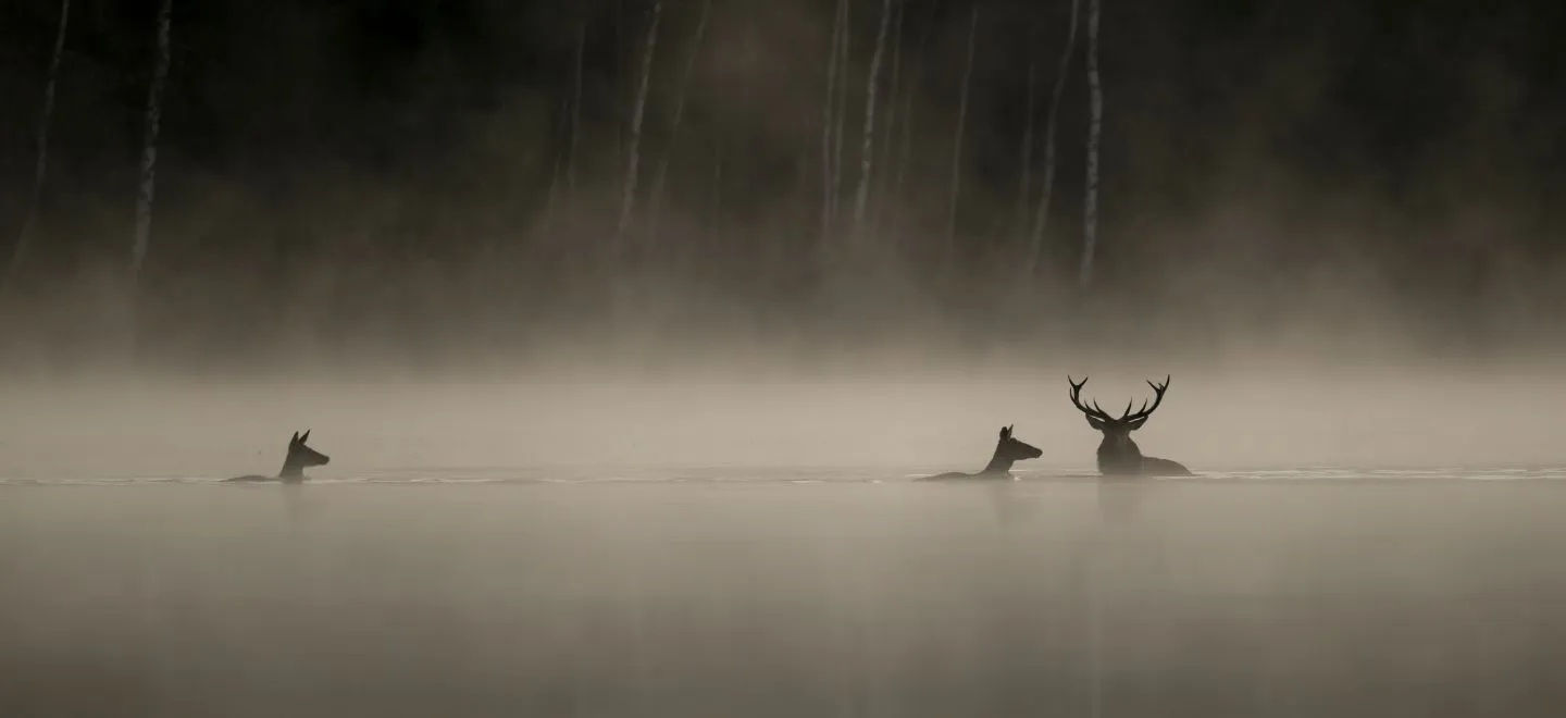 Whispers in the Woods