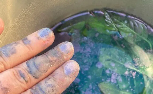 Erlebnisvortrag: Indigo Fermentation und Färben