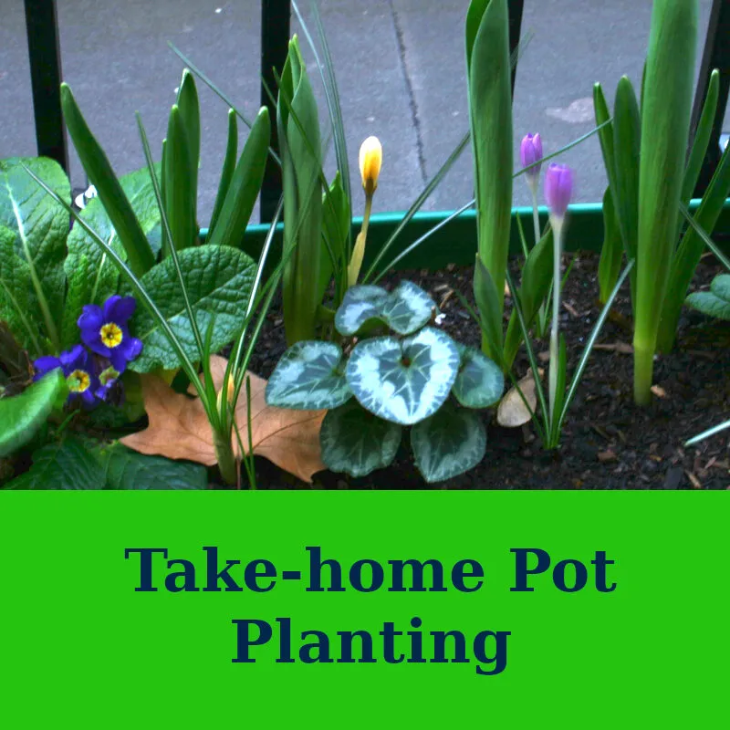 Take Home Plant Potting