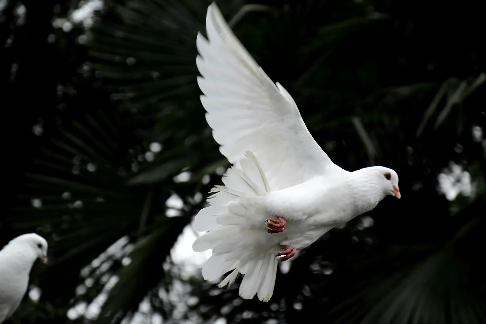 A Remembering Service