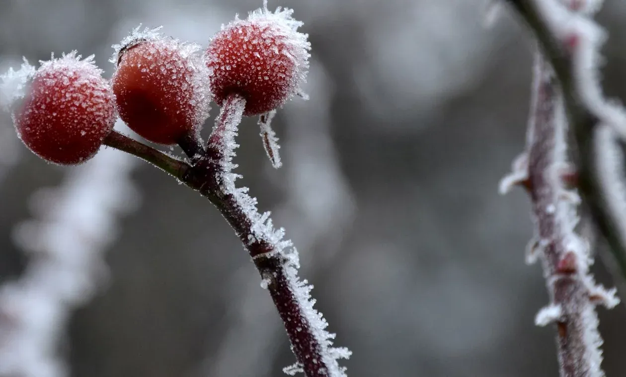 Gartenpause