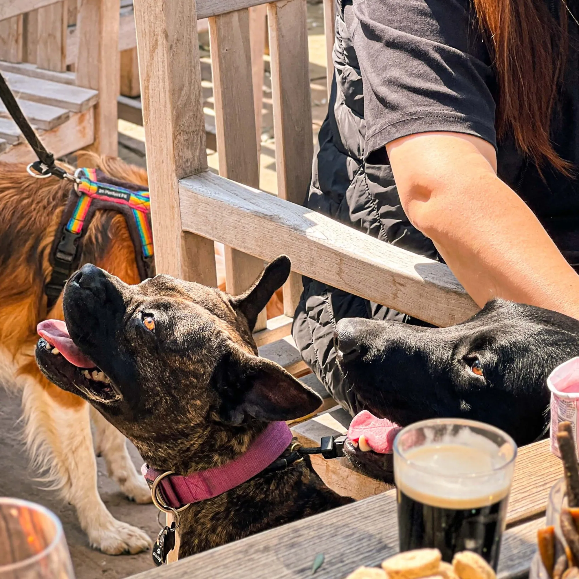 Dog Walking Club