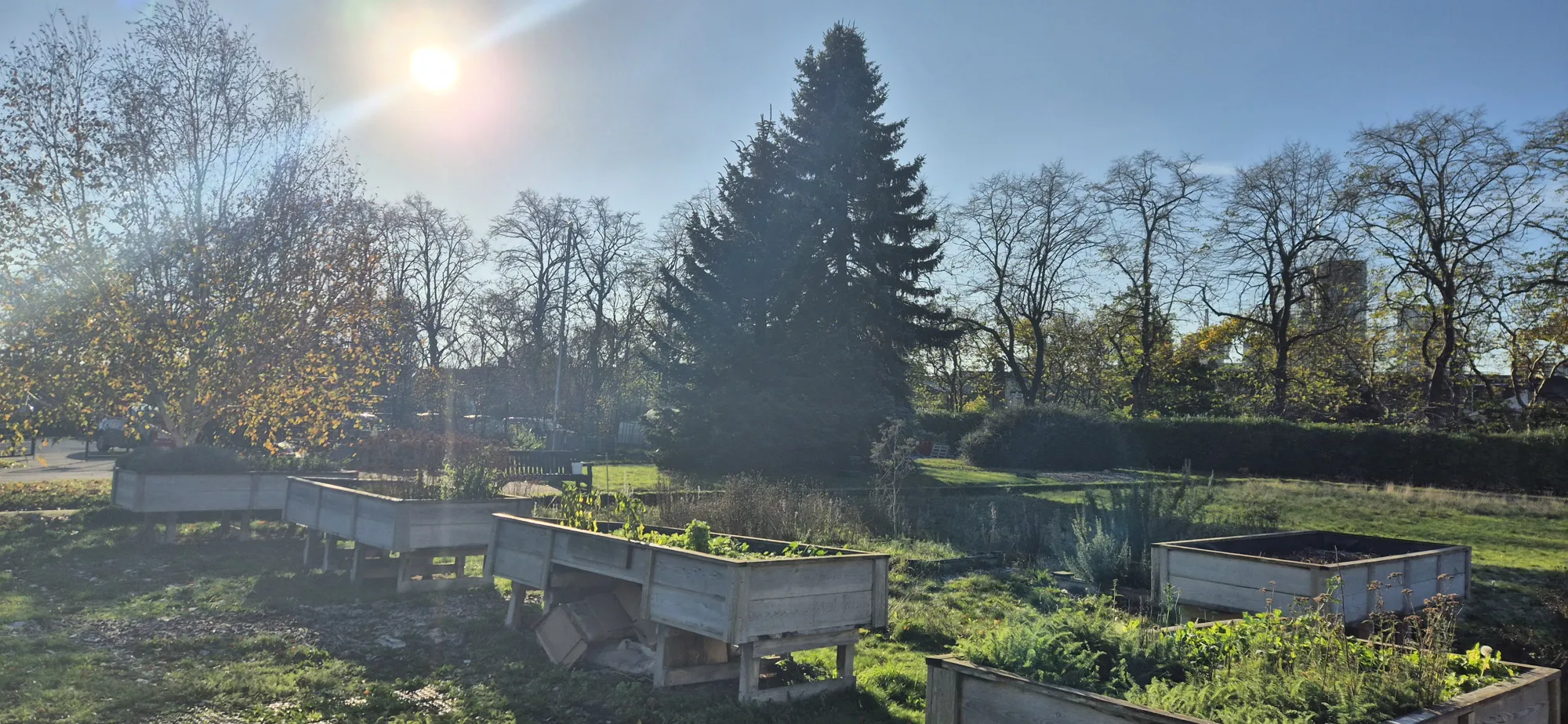 Grow Club: November: Roots, Cuttings and Quiet Work