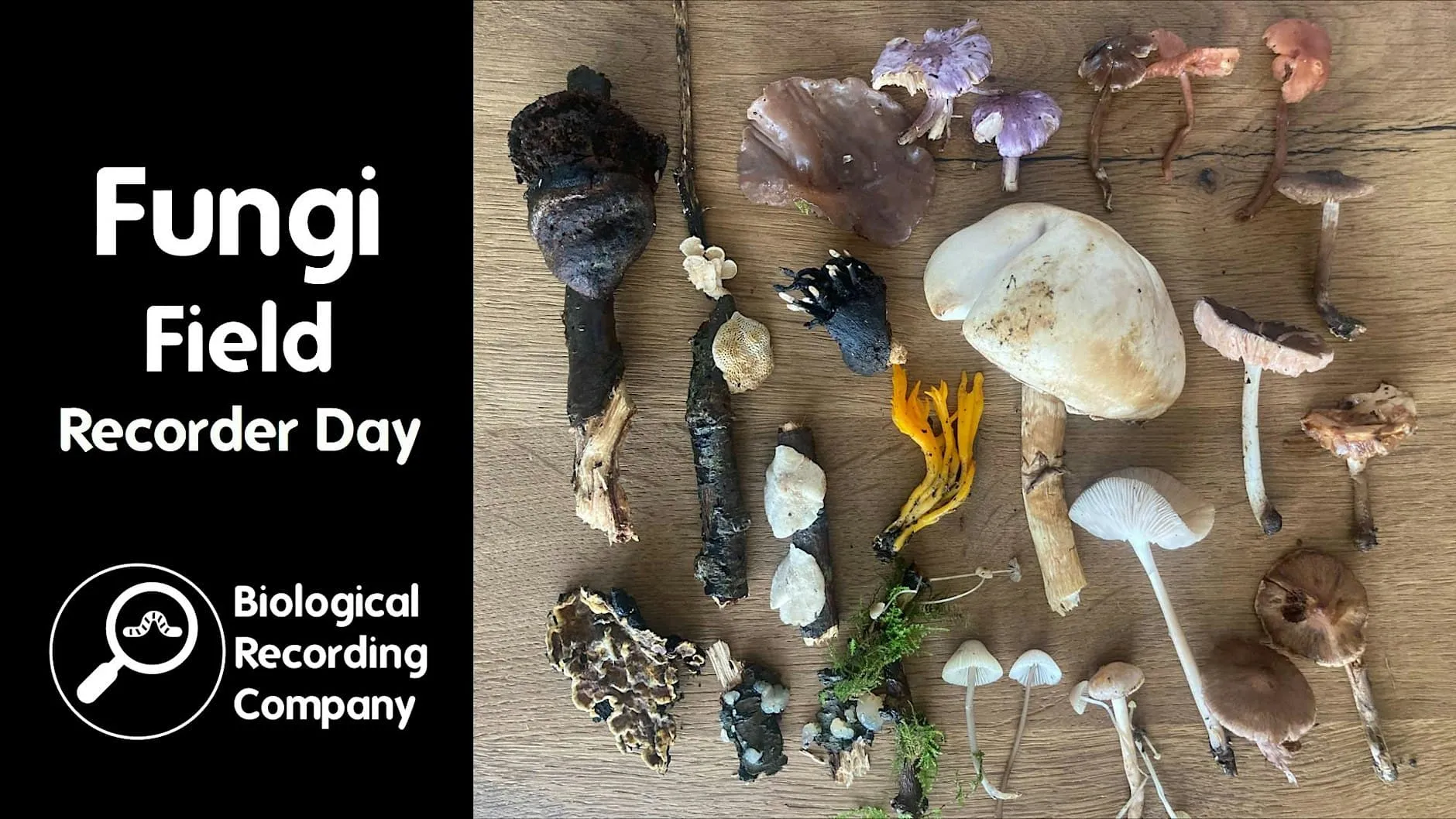Wild Harrow – Fungi Field Recorder Day