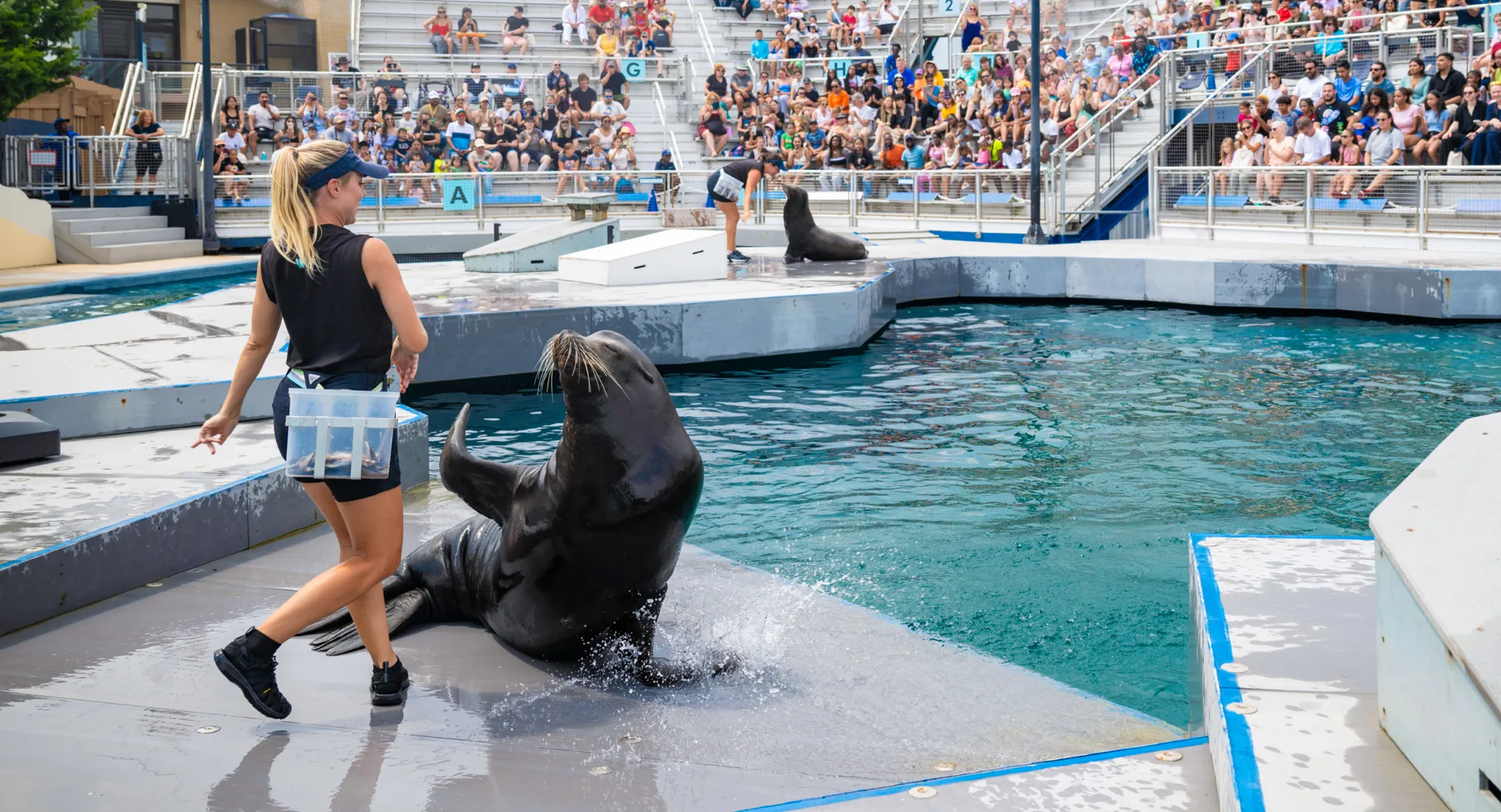 Aquatheater Show