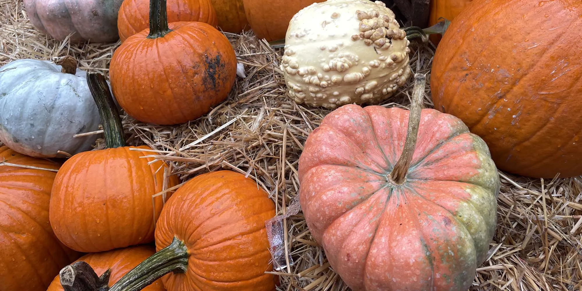 Halloween at the Seaport Museum