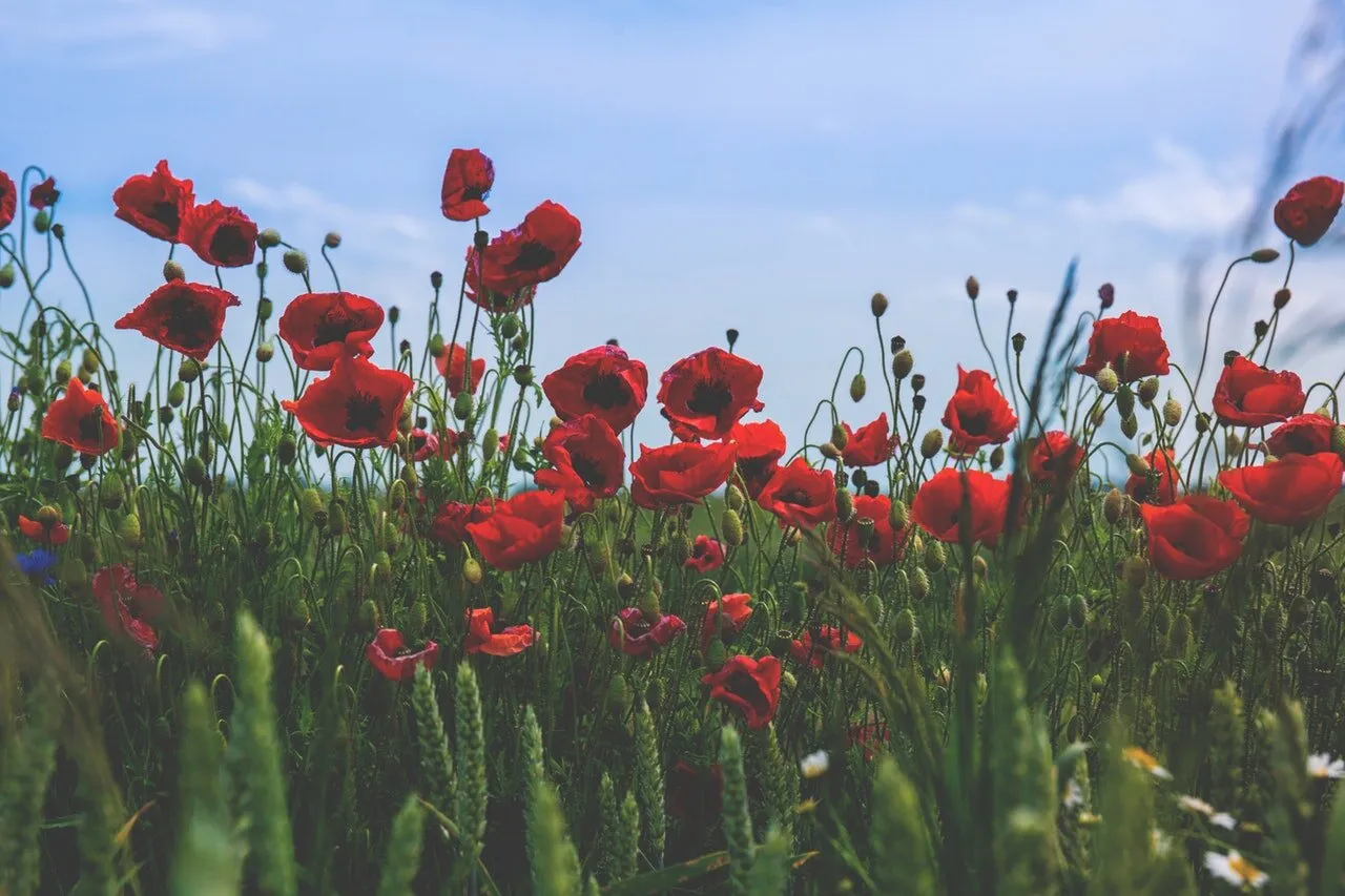 Remembrance Sunday