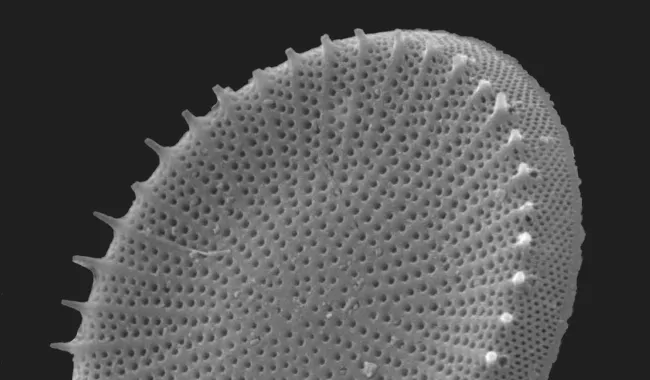 The Invisible World in a Drop of Water: Diatoms, Biodiversity and Time