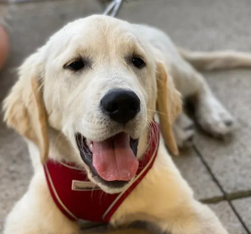 Dog Training Classes by Walkies and Waggietails