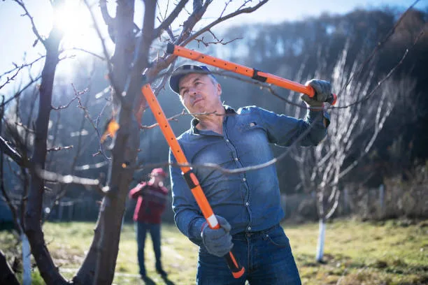 Tree Maintenance Workshop