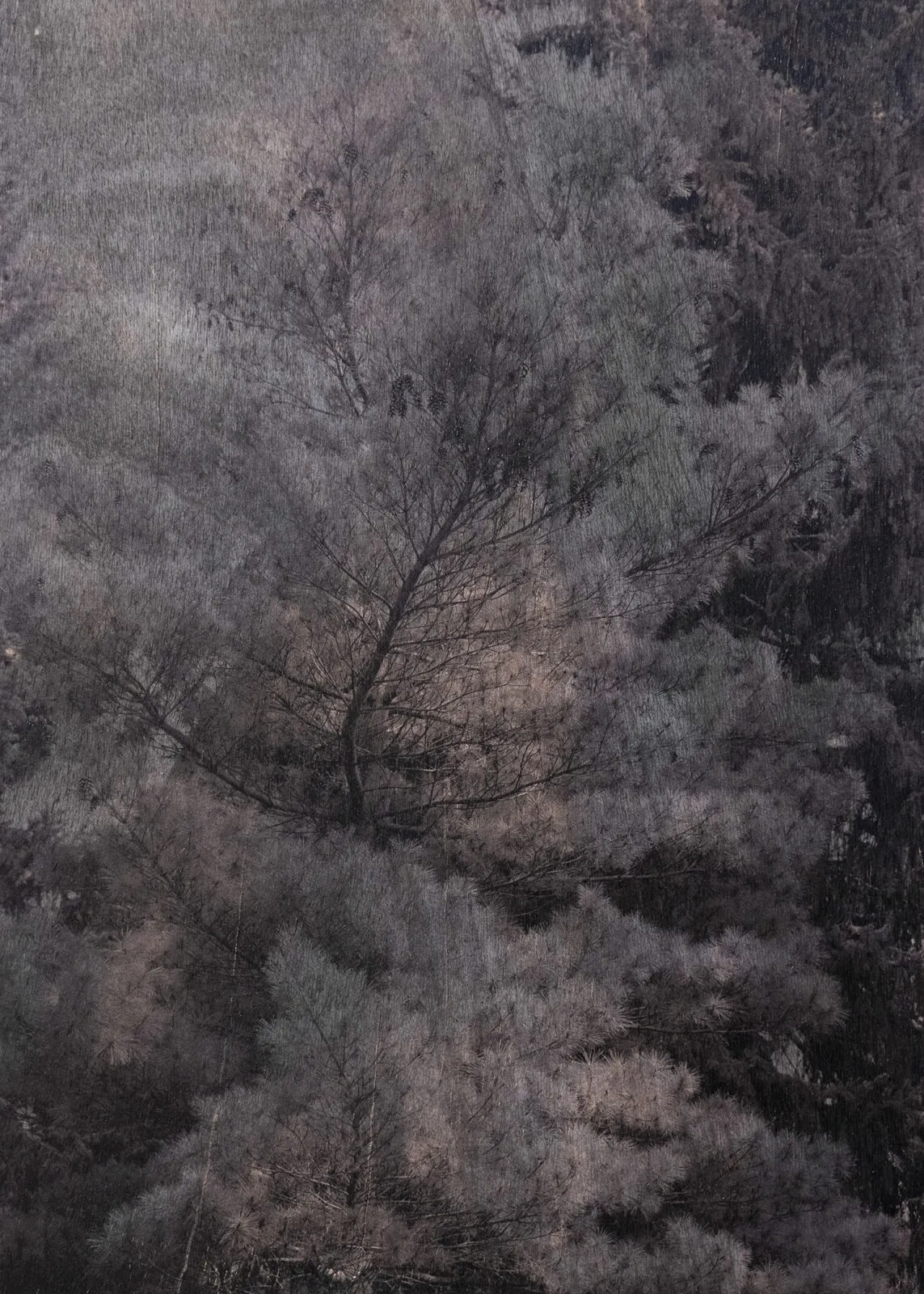 Controlled Burn – Mirjana Vrbaški