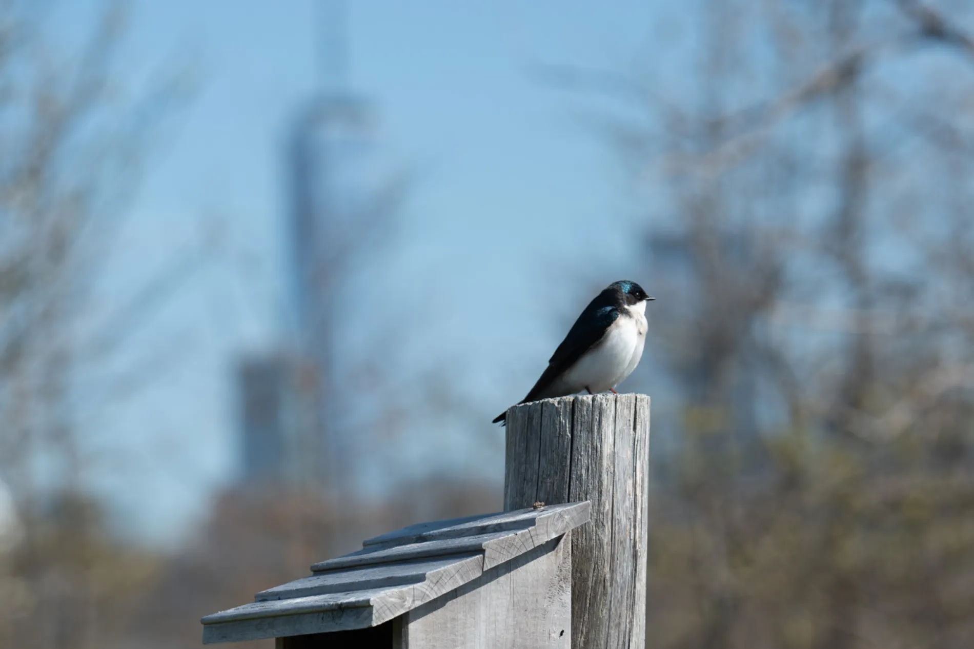 Weekly Bird Tour