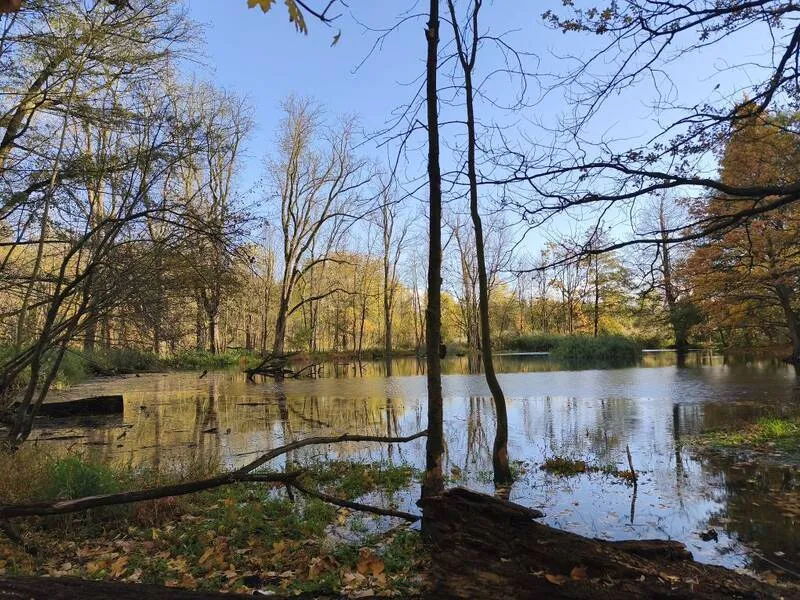 Waldbaden im Wuhletal