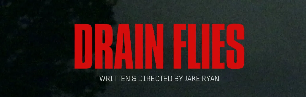 Drain Flies