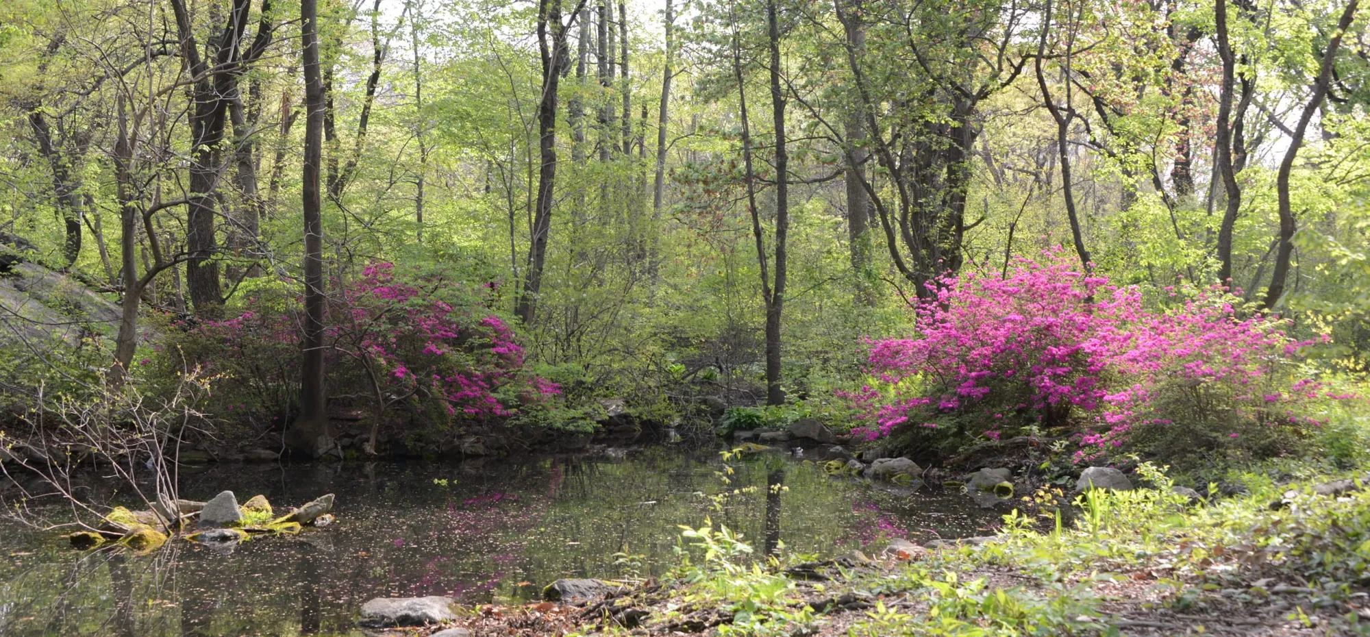 Central Park Woodland Walk: The Ramble