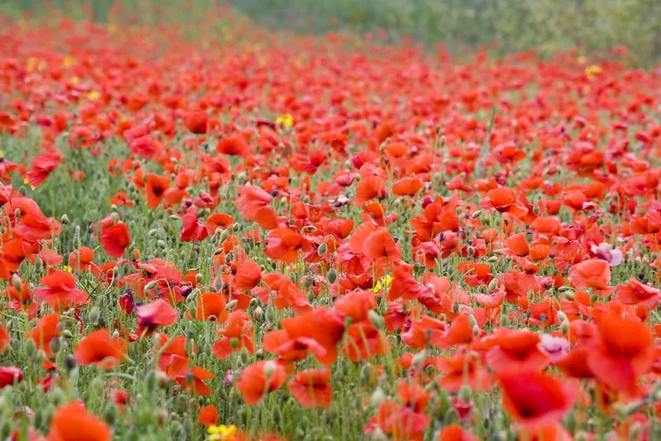 Service of Rememberance