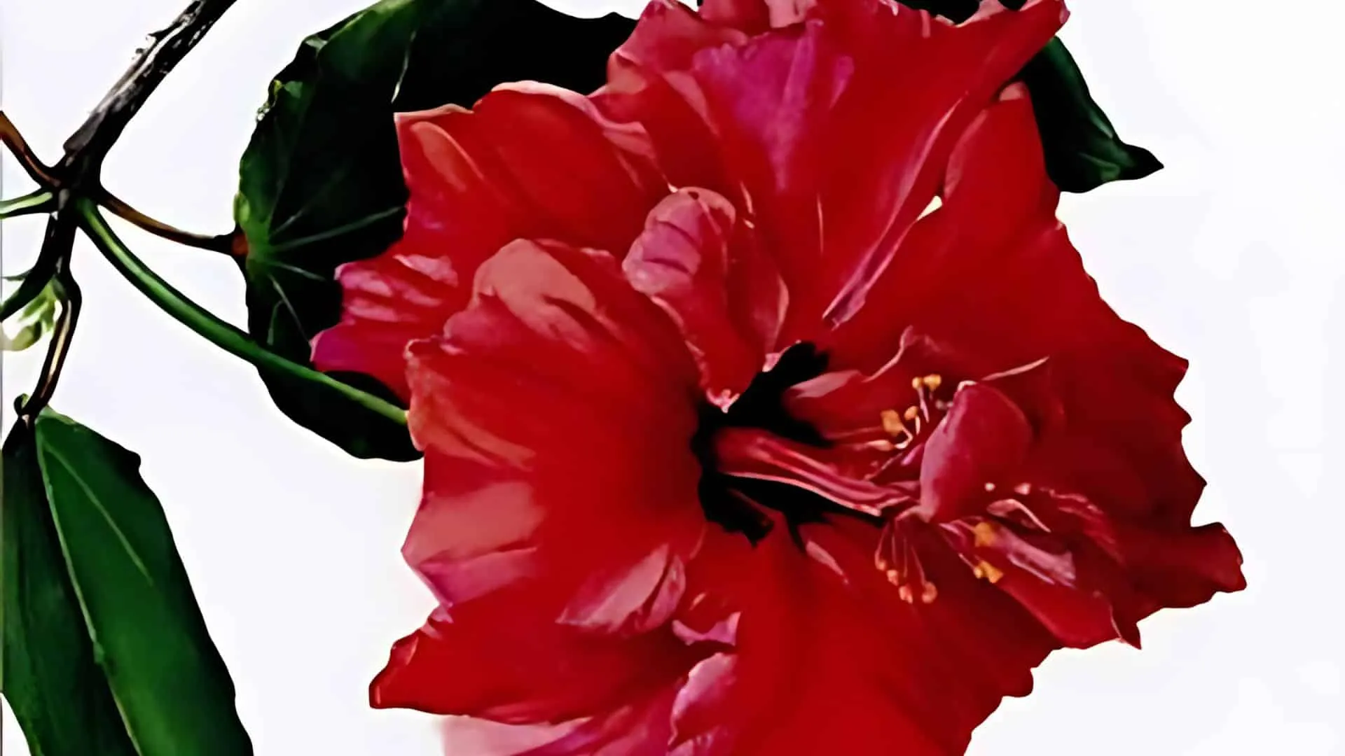 Botanical Art: Painting & Drawing