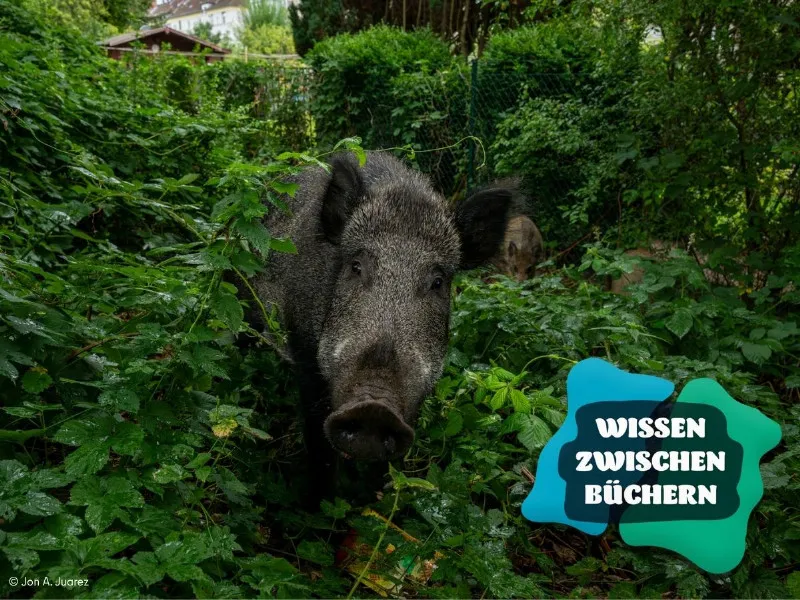 Wildtiernah: Berlins tierische Nachbarschaft - Vortrag & Gespräch mit Silke Voigt-Heucke