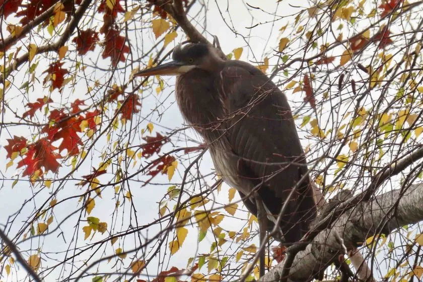 Van Cortlandt Nature Group Walk