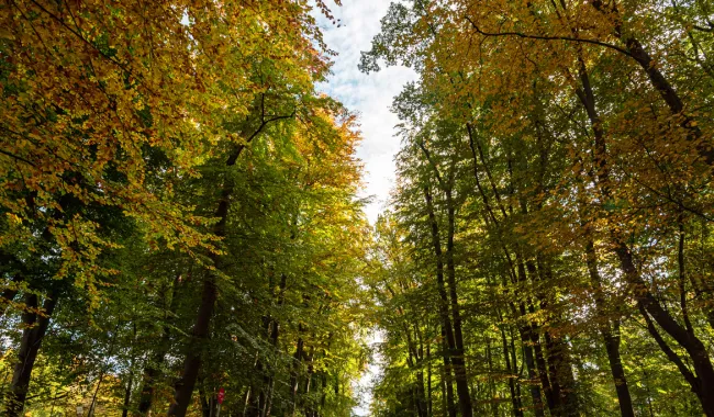 Entspannen, Loslassen, Auftanken - Waldbaden für Erwachsene