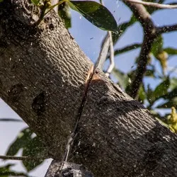 Naturgemäßer Obstbaumschnitt - Theorie