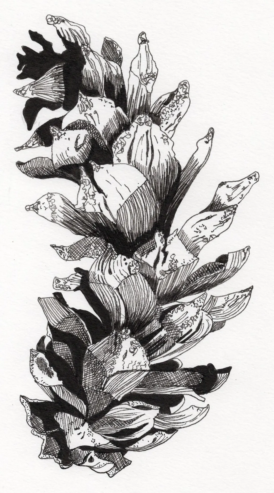 Creative Drawing: Autumn Nature Studies