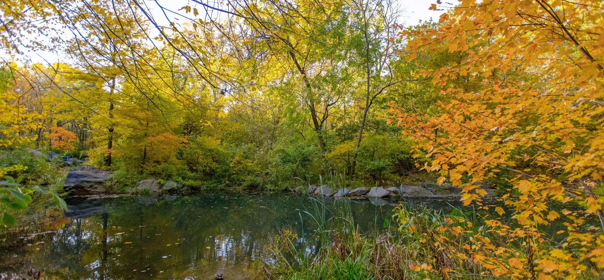 Central Park Woodland Walk: The North Woods