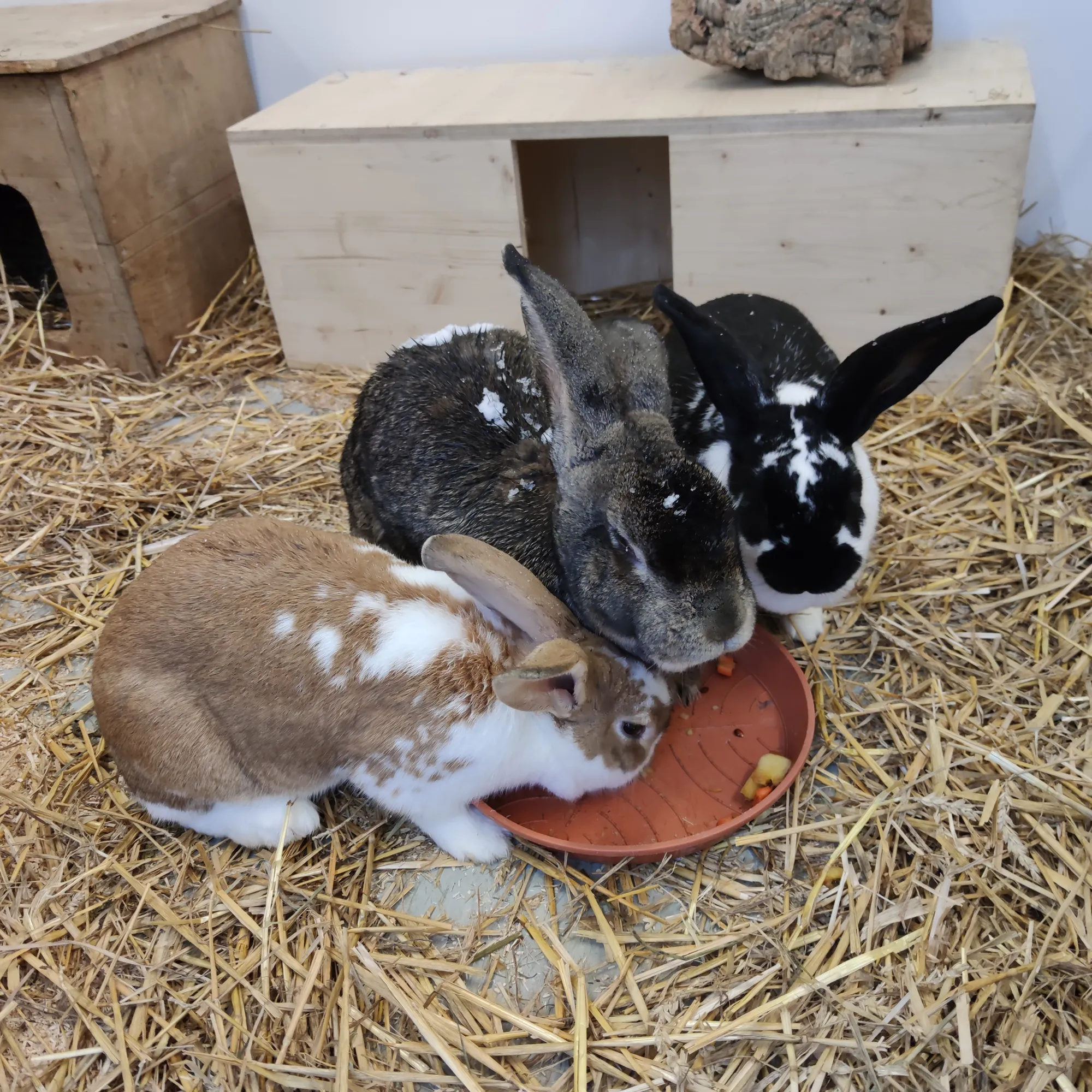 Besuche Kleintiere / Tierpaten