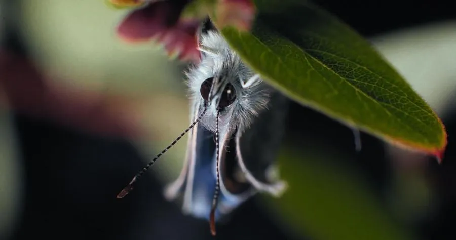 Insekten - Helden im Verborgenen
