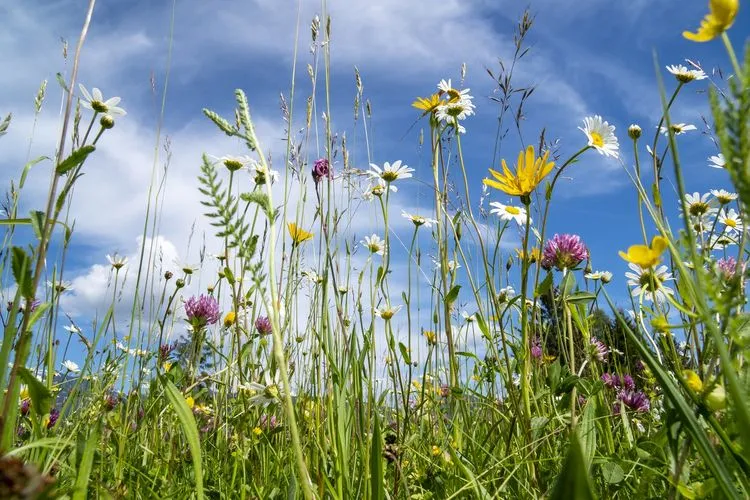 Blumenzwiebeln setzen