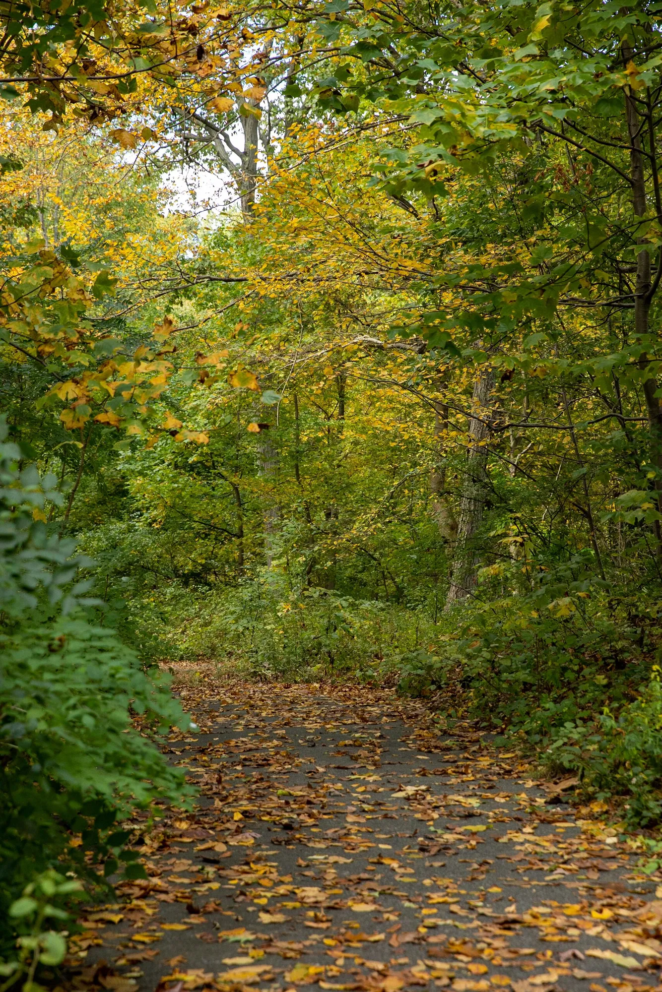 Fall Foliage Walk