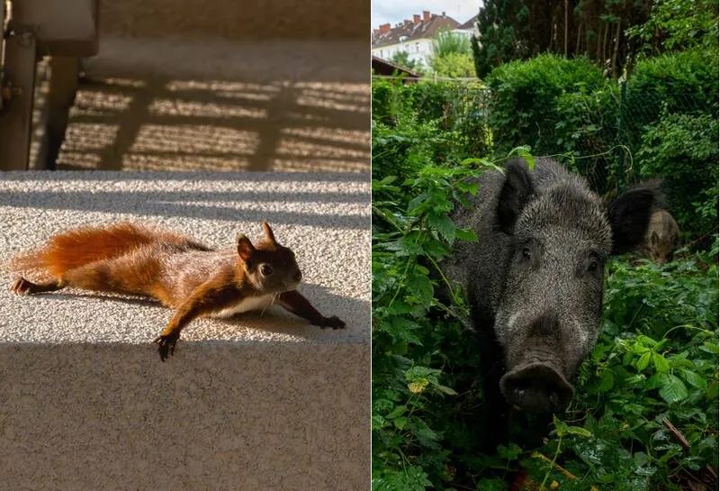 Wildtiere in der Stadt