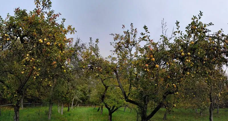 Pflegeeinsatz auf der BUND-Streuobstwiese im November