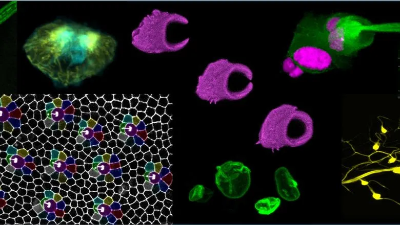 Co-opting Cells for Mechanosensation
