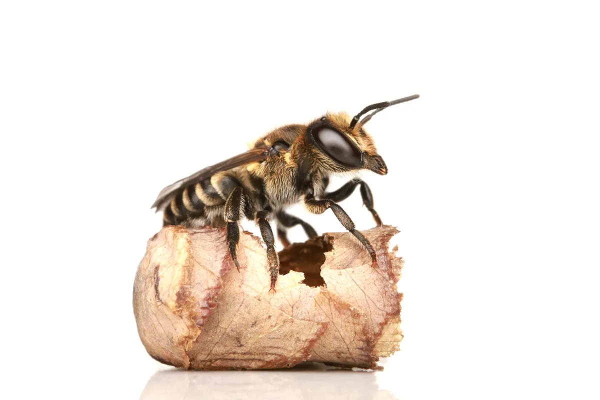 Wunderbare Welt der Wildbienen