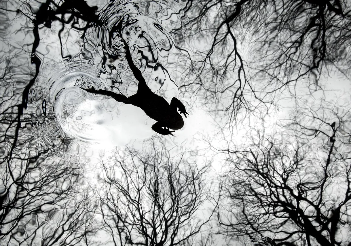 British Wildlife Photography Awards