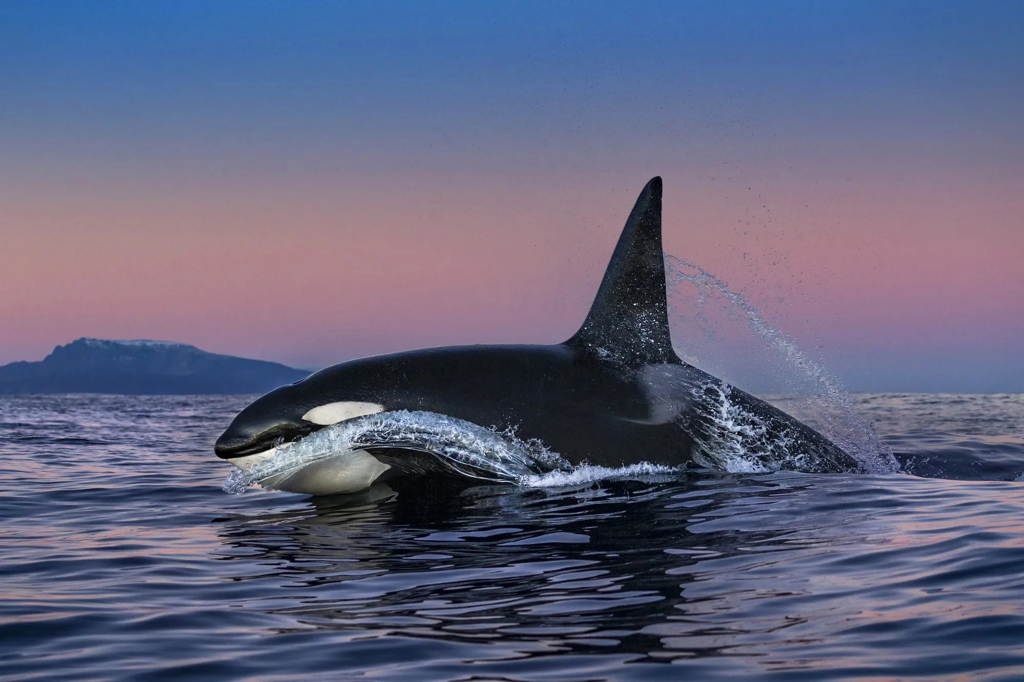 Reverence: The Photography of Paul Nicklen