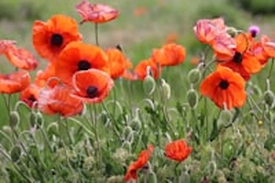 Remembrance Sunday