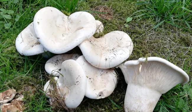 Pilzberatung: Wo jeder Pilz für Sie erläutert wird!