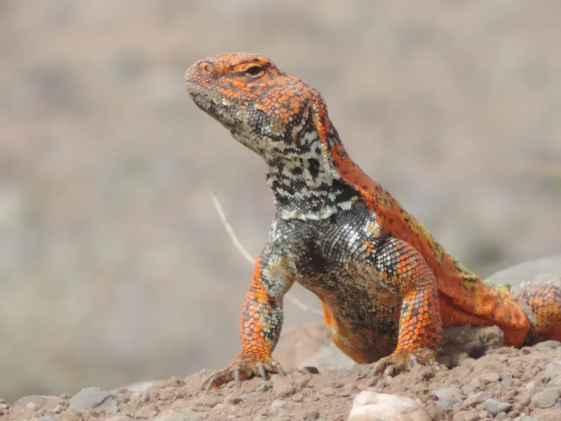 Reisebericht: Eindrucksvolles Marokko - Auf Reptiliensuche ab in die Wüste