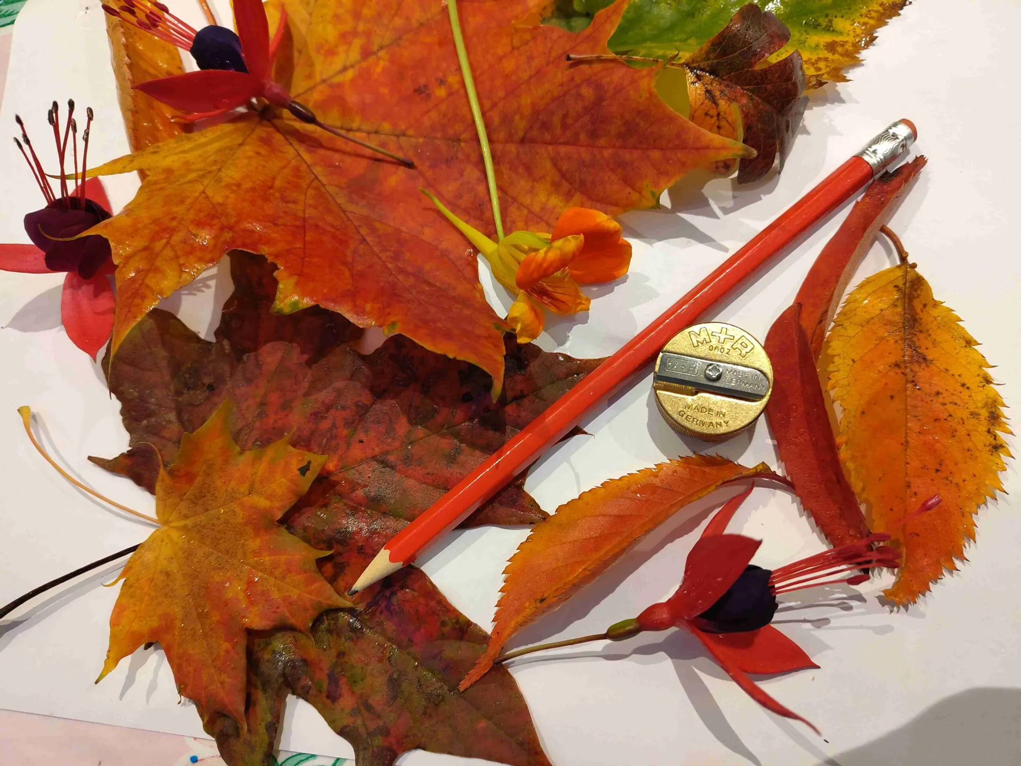 Botanical Drawing Class