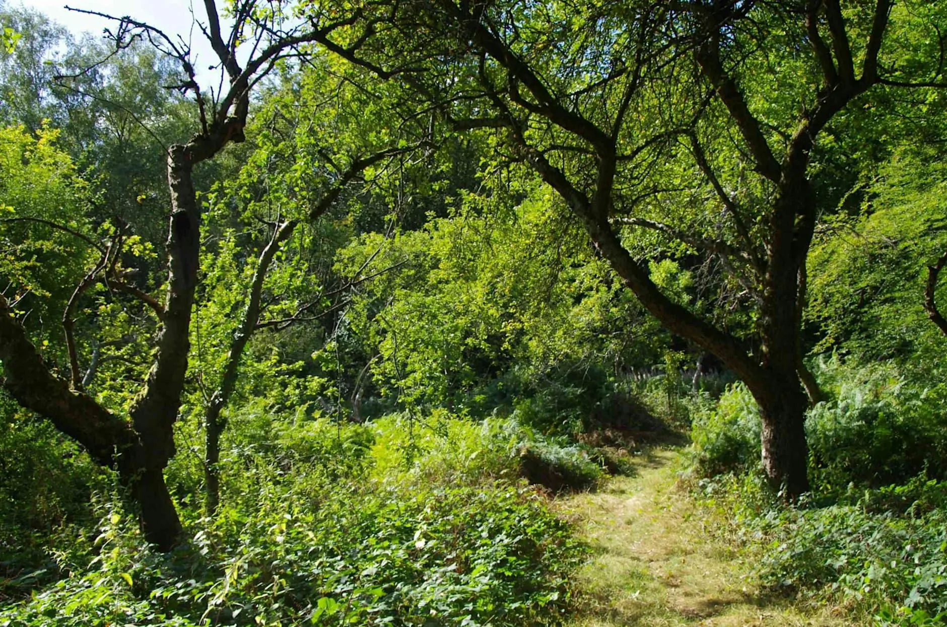 Wild Harrow – Working Party at Lady Gilberts Orchard