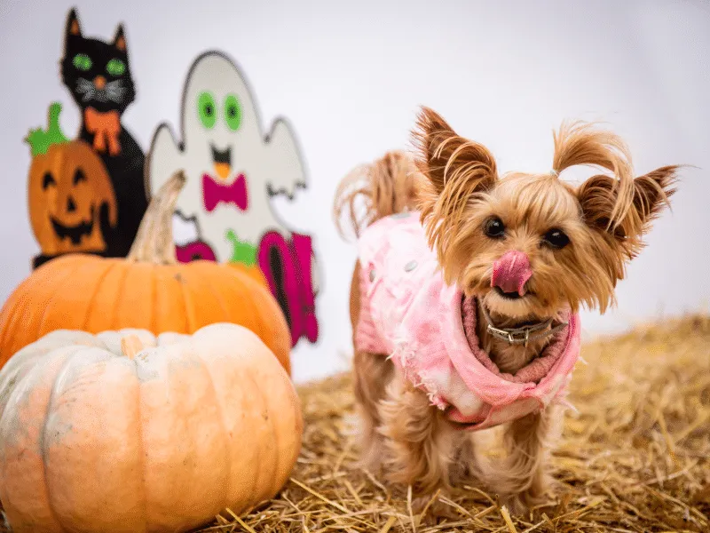 HOWL-O-WEEN CELEBRATION