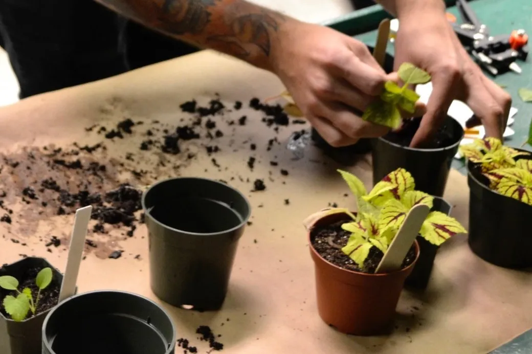 Plant Propagation
