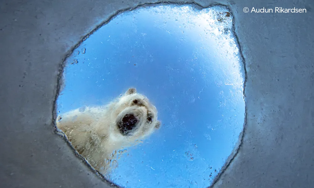 Wildlife Photographer of the Year